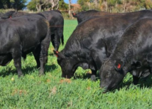 Atenção pecuarista: confira o 7º resultado parcial dos Leilões em SC