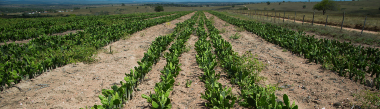 <span>Programa</span> Agronordeste