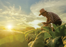 Cadastro Nacional da Agricultura Familiar passa por atualização
