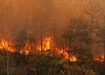 Sistema FAEP reforça combate a incêndios com novos instrutores