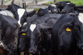 Bahia livre da aftosa: Faeb alerta para nova normatização do MAPA sobre trânsito animal
