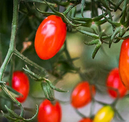 Programa que permite ao produtor brasileiro realizar a rastreabilidade e rotulagem de Frutas e Hortaliças de forma gratuita