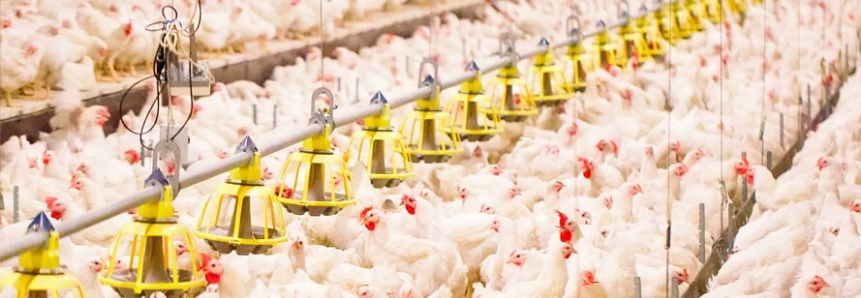 Sistema FAEP pede medidas para reabrir mercado internacional ao frango paranaense